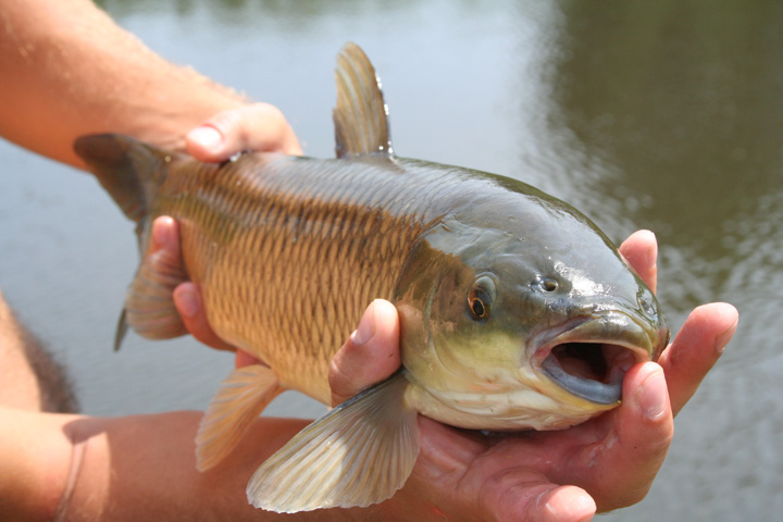 go fish